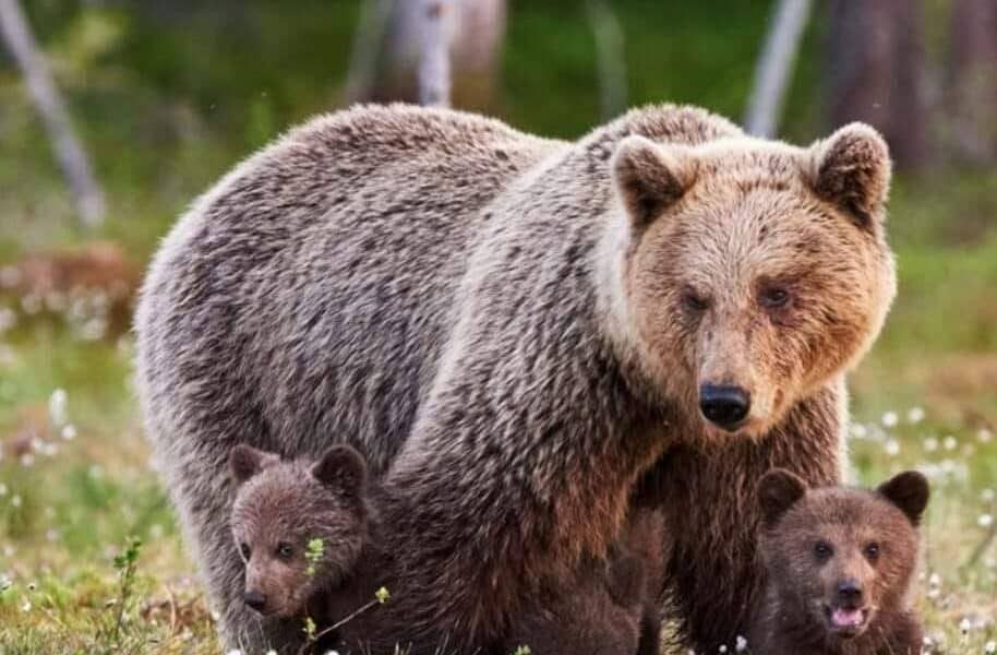 Salvamont Mureș O ursoaică cu doi pui s a instalat în zona Scaunul