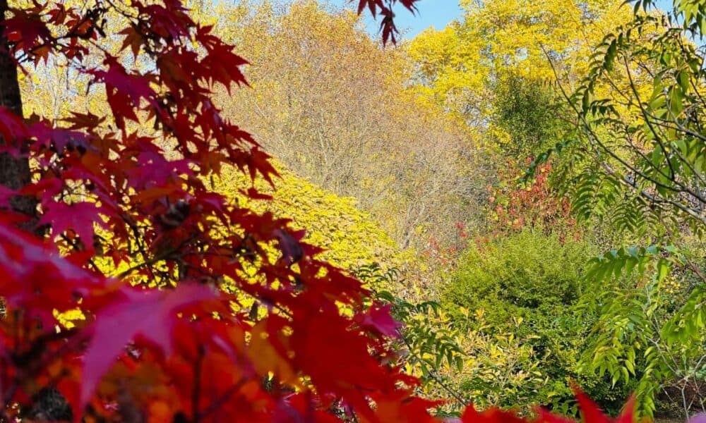 Foto Video Toamna Plin De Culori Vibrante N Parcul Dendrologic Dr