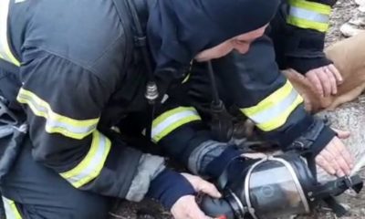 pompier salvator caini pisica fum