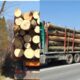 lemn taieri ilegale