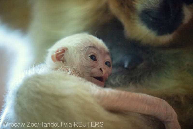 a rare white cheeked gibbon named dao who was born in september sits on mother's lap at the zoo in wroclaw