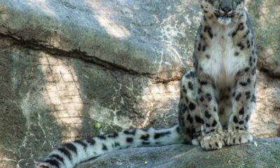 leopard sursa