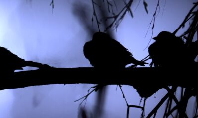 pasari zgribulite vrabii iarna fara zapada sursa foto pixabay