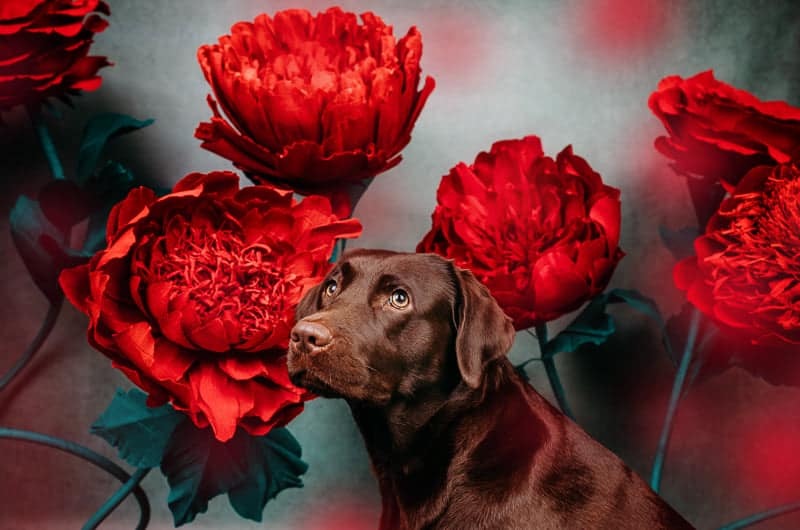 May be an image of dog and rose