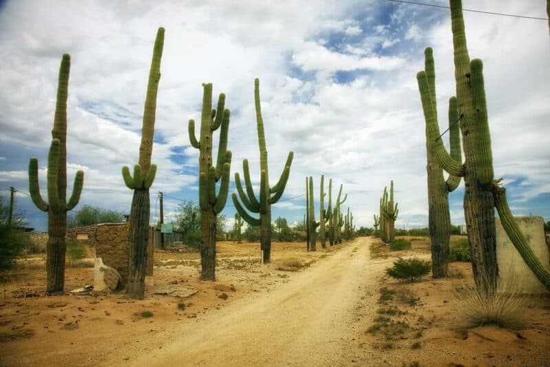 desert cactusi sursa foto pixabay