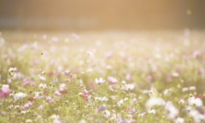 vara flori soare sursa foto pixabay