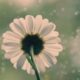 floare ploaie meteo pixabay.jpg