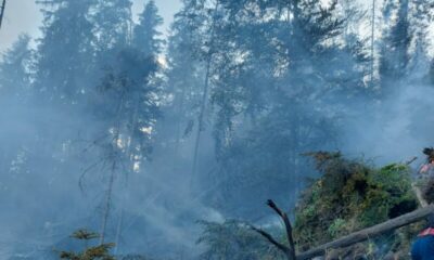 fond forestier incendiu mures2