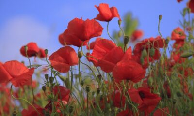 maci flori iunie vara pixabay.jpg