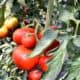 rosii program tomata facebook ministerul agriculturii iunie 2022 1000x600.jpg