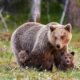 ursoaca cu pui sursa foto facebook salvamont mures