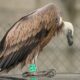 vultur sur 1 foto macaveiu 1000x600.jpg