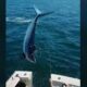 momentul dramatic în care un rechin imens sare într o barcă.