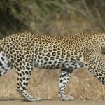 un leopard scăpat din captivitate terorirează o zonă importantă a