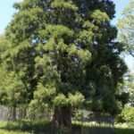 arborele de sequoia scaled e1663916804935.jpg