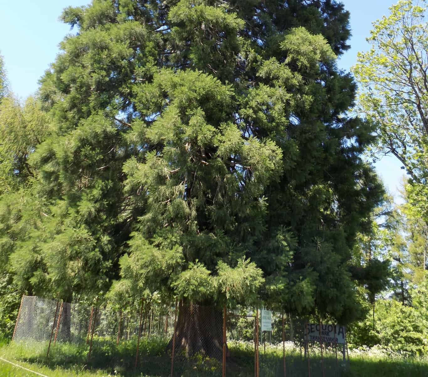 arborele de sequoia scaled e1663916804935.jpg