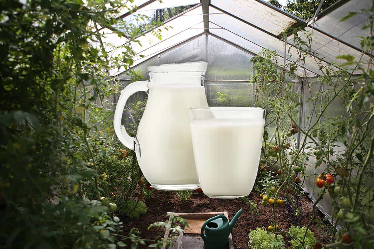 la ce se folosește laptele în grădină. nu l vei mai