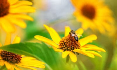 descoperirea fascinantă care schimbă tot ce se știa despre albine.