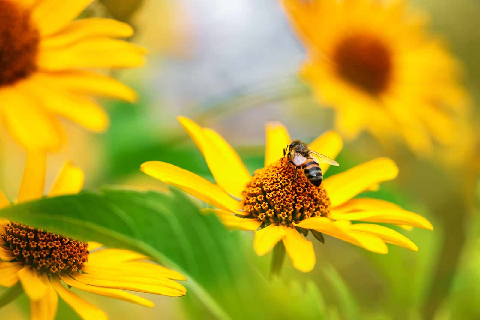 descoperirea fascinantă care schimbă tot ce se știa despre albine.