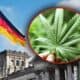 germania se pregătește să legalizeze canabisul în scop recreativ. care