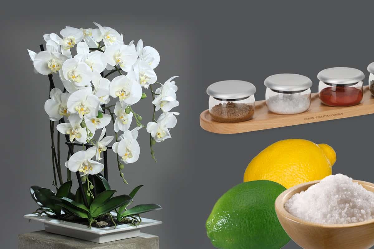 ingredientul din bucătărie care îți salvează orhideele. orice român îl