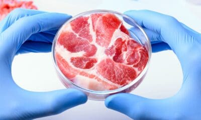 carne de pui creată în laborator, pe rafturile din magazine.