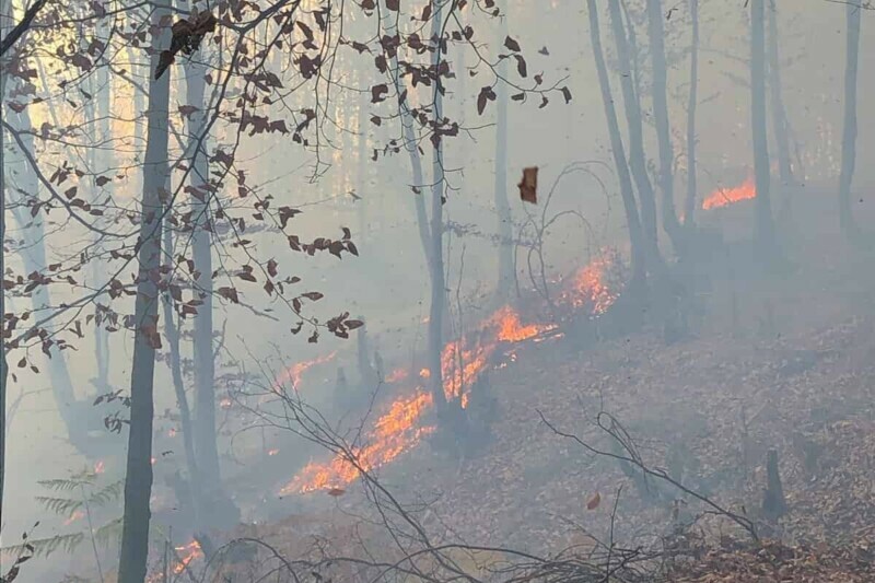 bacau incendiu