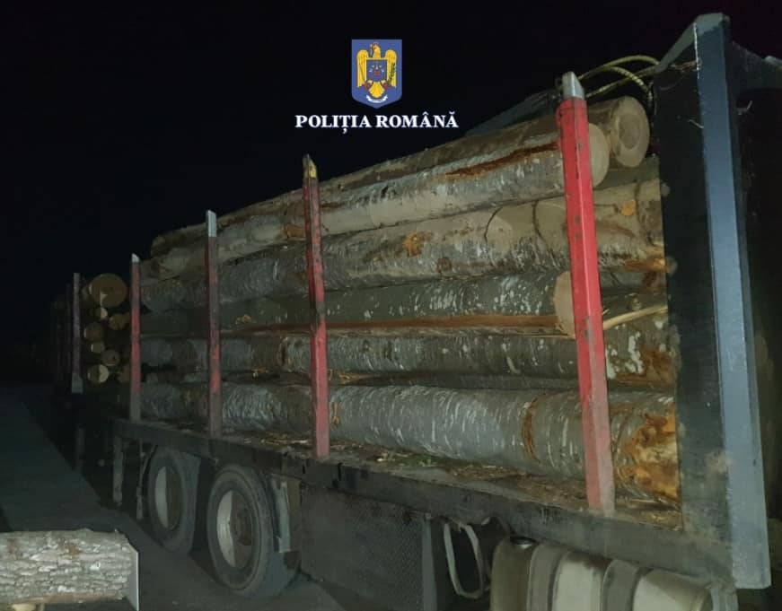 lemn confiscat mures1