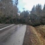 copac cazut pe dn 73a in zona localitatii poiana marului info trafic romania foto