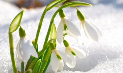 vremea în săptămâna 13 – 19 februarie 2023: vine primăvara!