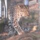 video: leopardul de amur, singurul exemplar din românia, poate fi