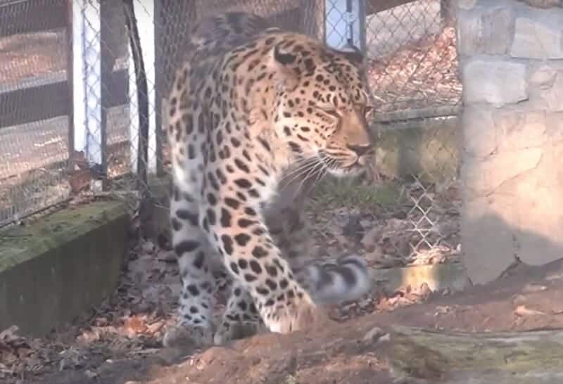 video: leopardul de amur, singurul exemplar din românia, poate fi