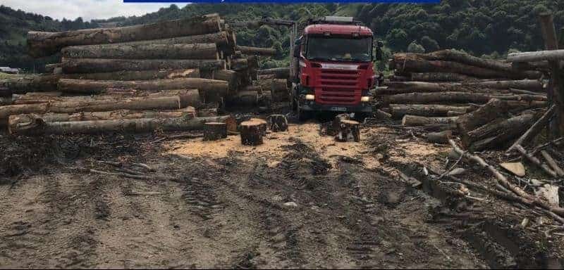 lovitură pentru mafia lemnului: restricții noi la transportul de lemn,