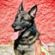 turcia: un câine din mexic a murit, după ce salvase