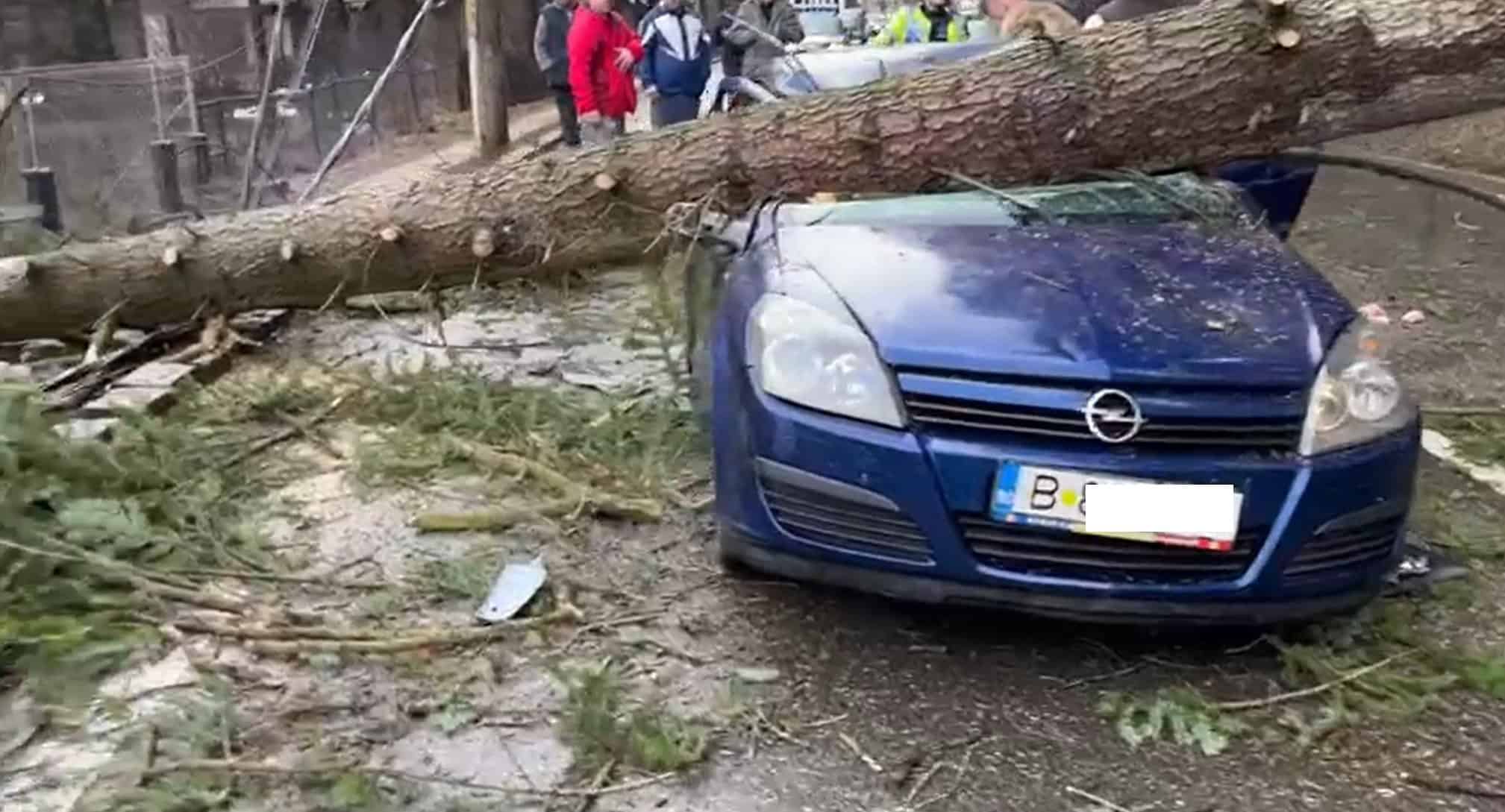 copac cazut peste masina 3