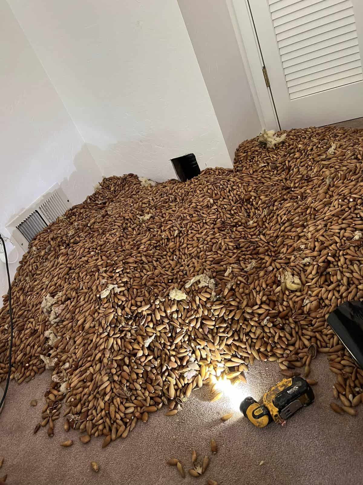 ciocănitorile au ascuns 700 de kilograme de ghinde într o casă