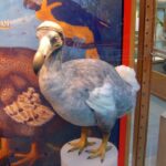 o pasăre dispărută de peste 350 de ani ar putea