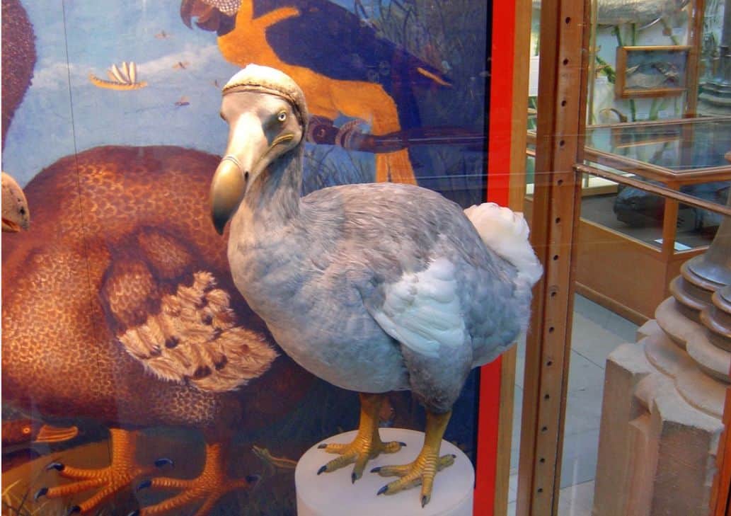 o pasăre dispărută de peste 350 de ani ar putea