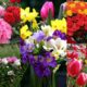 8 martie: cum să alegi florile pe care să le