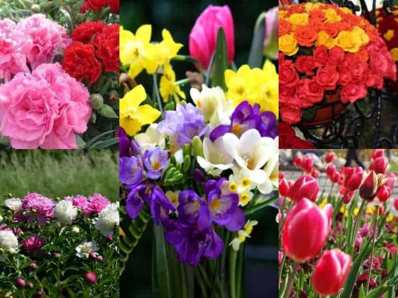 8 martie: cum să alegi florile pe care să le