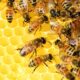 inovație high tech: ue lucrează la albinele replicante și rădăcinile robotice