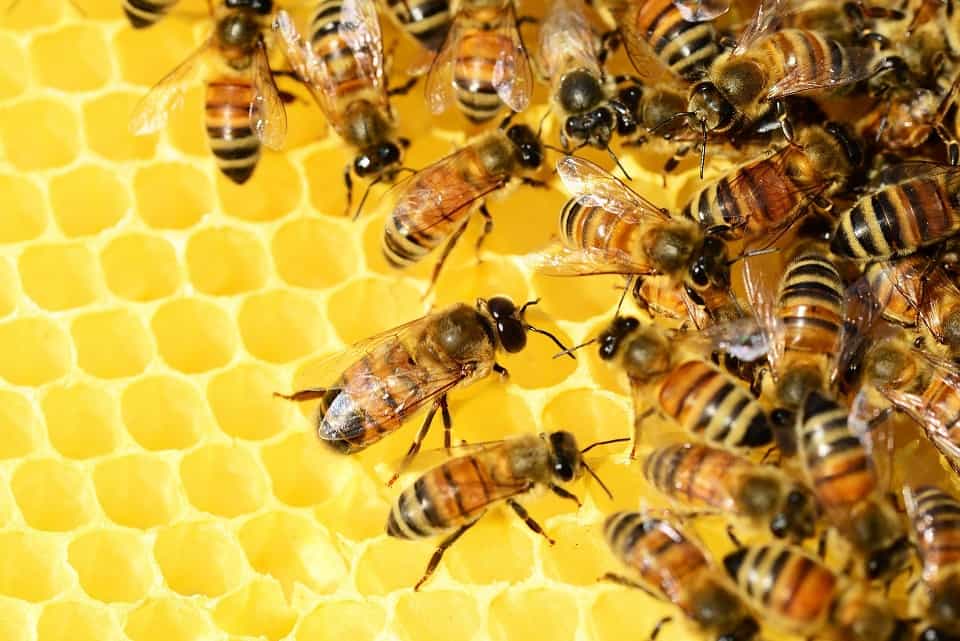 inovație high tech: ue lucrează la albinele replicante și rădăcinile robotice