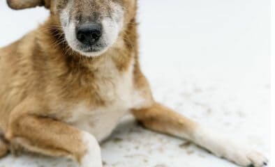câinii de la cernobîl au ajuns diferiți genetic de cei
