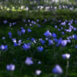 flori primavara viorele albastrele