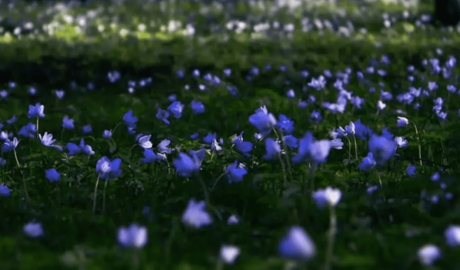 flori primavara viorele albastrele