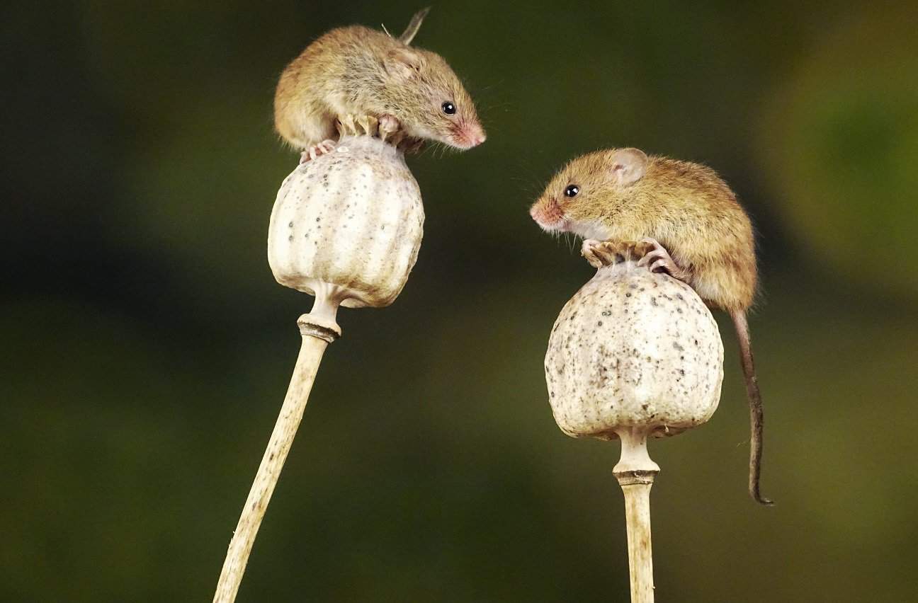 cercetătorii au creat șoareci cu doi tați: În următorii 10