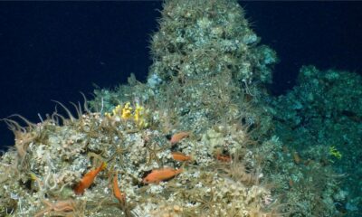 un recif de corali a fost descoperit în apropierea insulelor