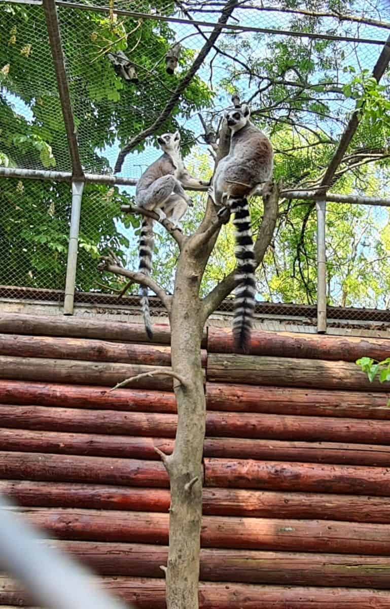 lemuri zoo1
