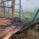 doi bizoni de la grădina zoologică din târgu mureș au