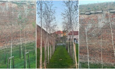 foto Știrea ta: pomii care au înlocuit arborii care nu